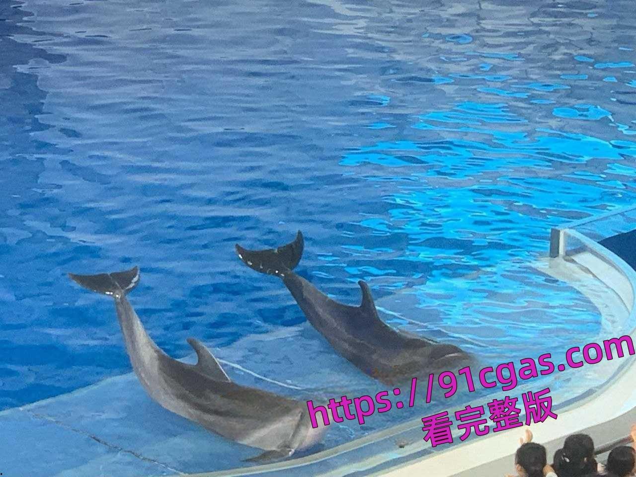 海豚遭变态性虐侵犯，猥琐细节激起众怒，保护动物迫在眉睫引发全民愤怒!-2