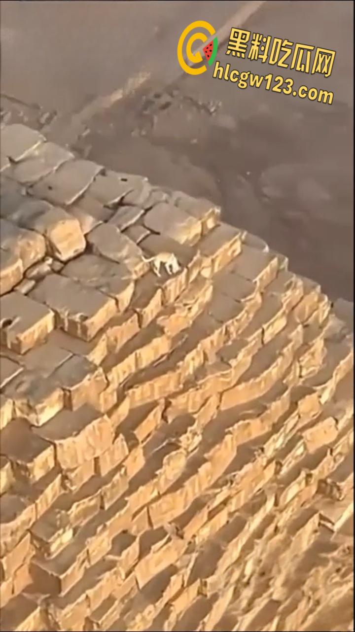 狗狗硬爬126米金字塔顶，狂吠耍帅当“法老”，稳稳下塔震惊全球！-4