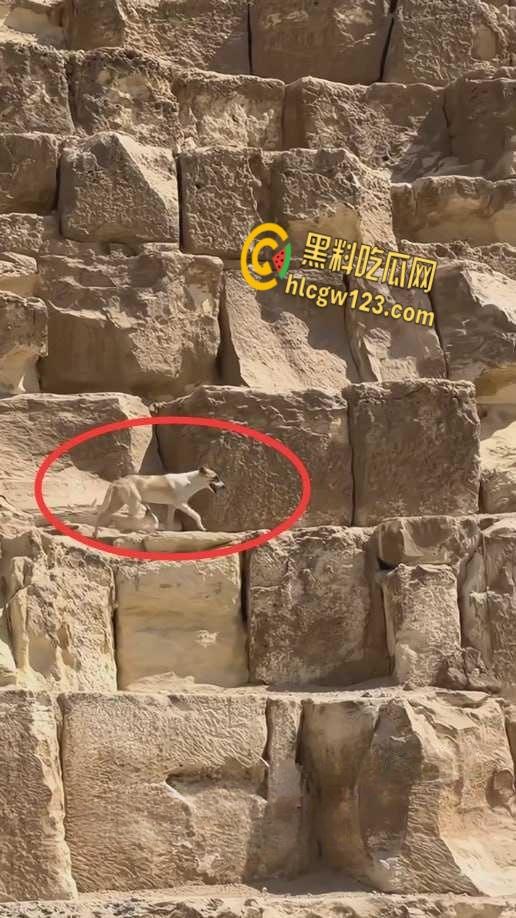 狗狗硬爬126米金字塔顶，狂吠耍帅当“法老”，稳稳下塔震惊全球！-5