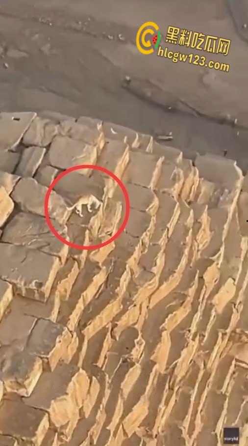 狗狗硬爬126米金字塔顶，狂吠耍帅当“法老”，稳稳下塔震惊全球！-6