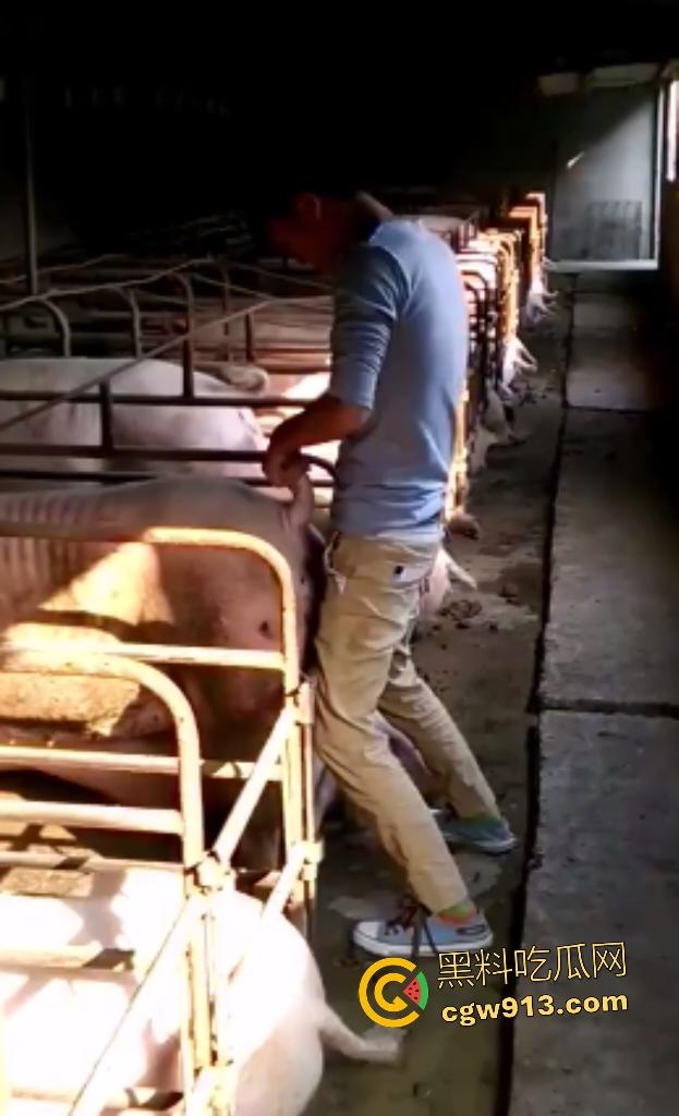 人兽狂徒猪圈开操！找不到女友就拿肥臀母猪操，母猪却毫无感觉还在吃食，操一轮下来鸡巴全是骚臭！-1