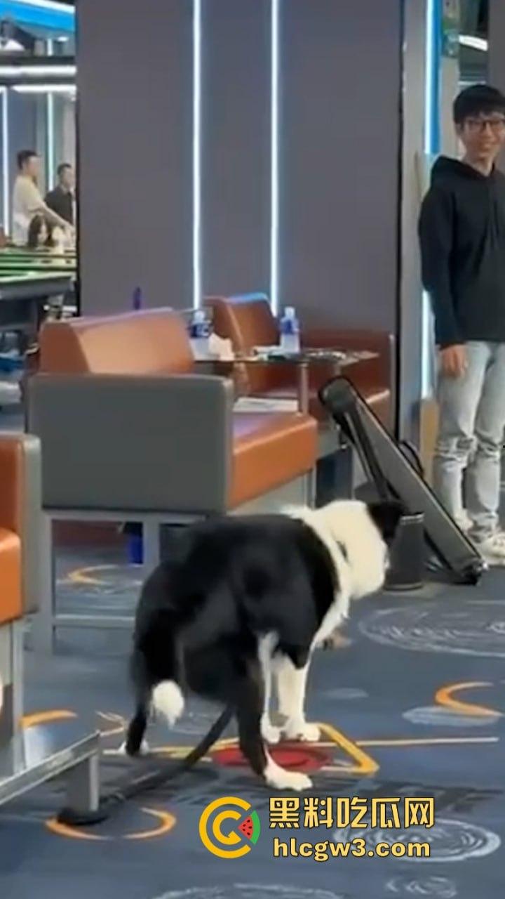 狗子发情当众操“妈”  大庭广众之下抱腿突击！美女吓得抱头躲避 在家没少干吧？-6